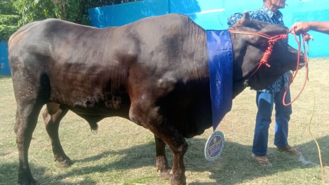 
					Salurkan 93 Hewan Qurban, Eva Dwiana Harap Rahmat dan Keberkahan Bagi Kota Bandar Lampung