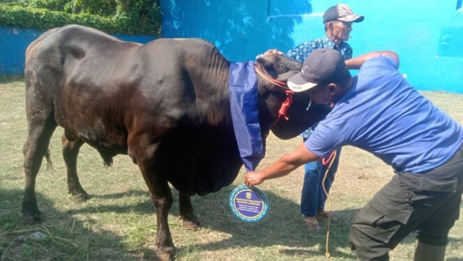 
					Peringati Idul Adha 1446 H, Walikota Bandar Lampung Distribusikan Hewan Qurban ke Berbagai Tempat