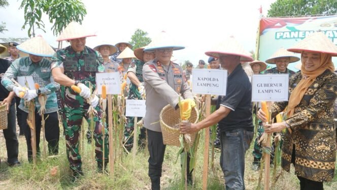 
					Polda Lampung Gelar Panen Raya Jagung Dukung Swasembada Pangan 2025