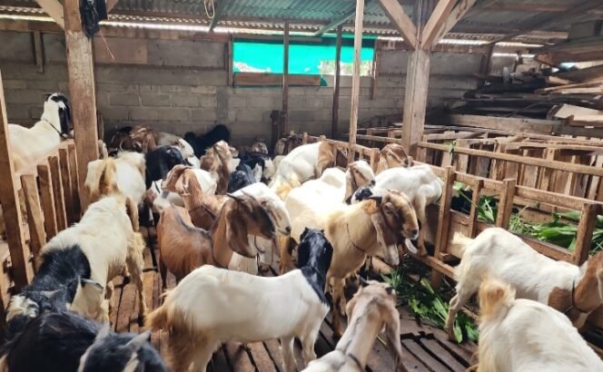 
					Penjualan Sapi Naik 40,15 Persen dan Domba Melonjak 121,76 Persen Selama Iduladha